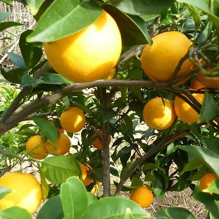 Chroussiano Chrousa