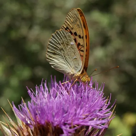 Chroussiano בית חווה